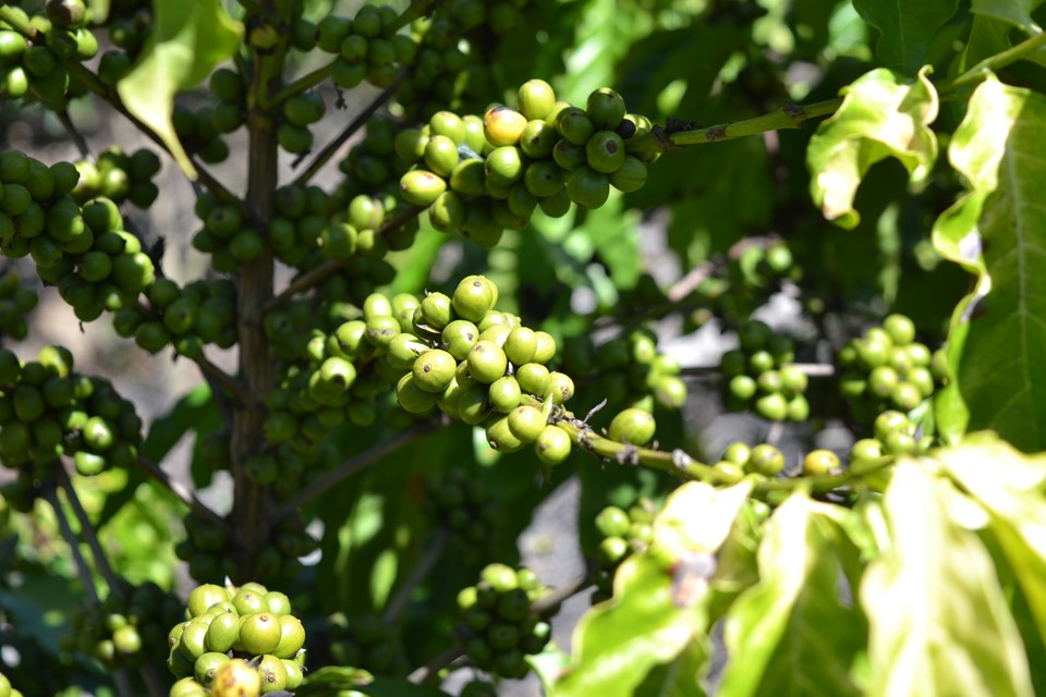 DSC_0005_cafe_lavoura
