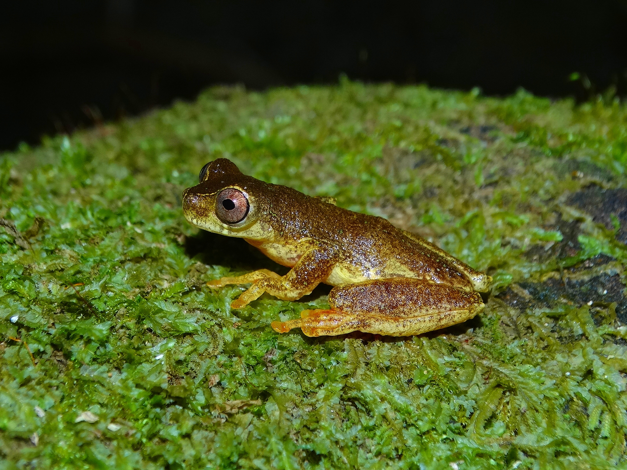 Dendropsophus ruschii