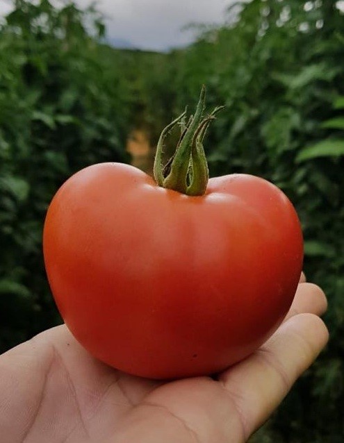 Fungo tomate - Crédito Divulgação Incaper