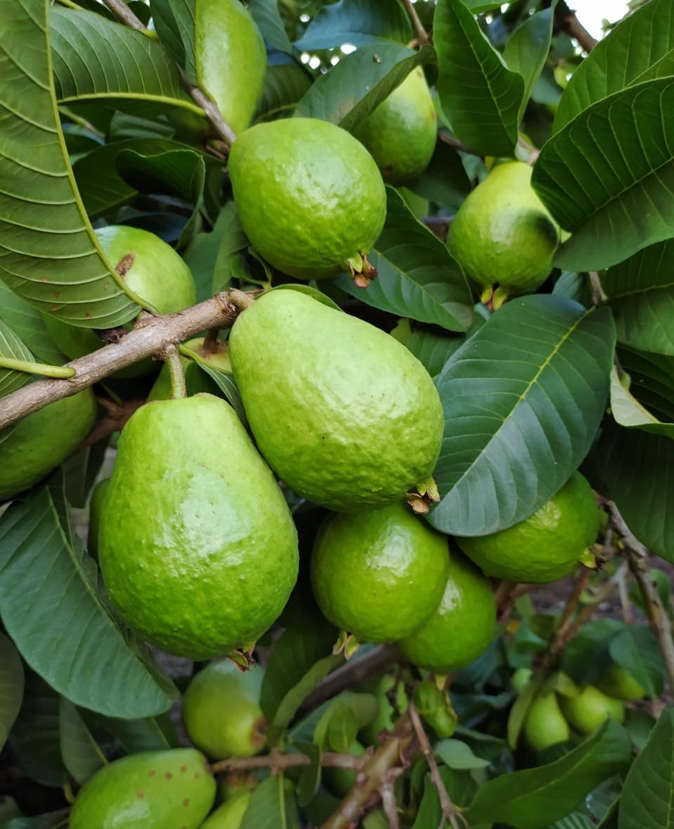 Goiaba-Crédito_ Anderson Pilon-Incaper
