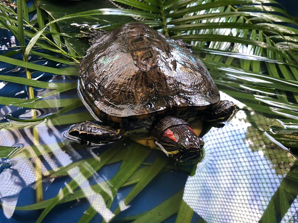 Guardião de Fauna (9)