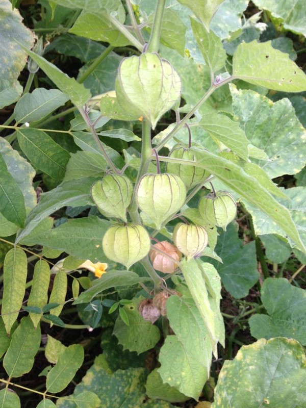 INCAPER-physalis-1