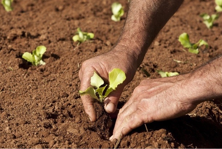 INCAPER-plantando-terra
