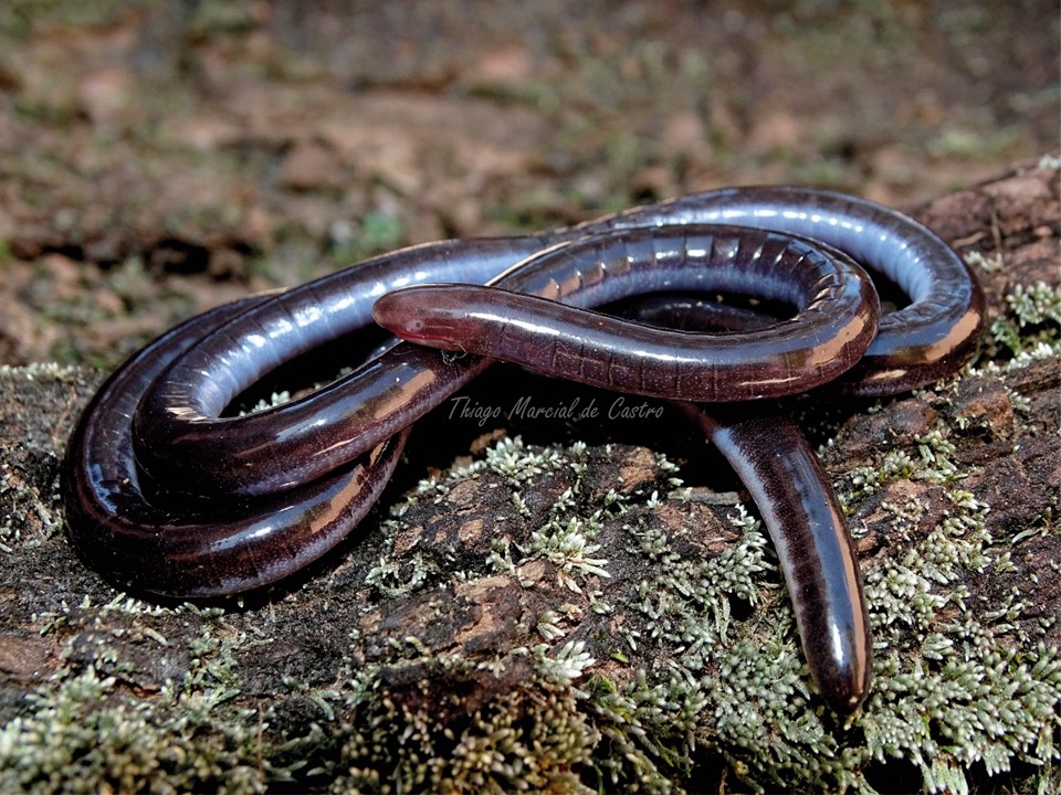 Iema_Luetkenotyphlus fredi