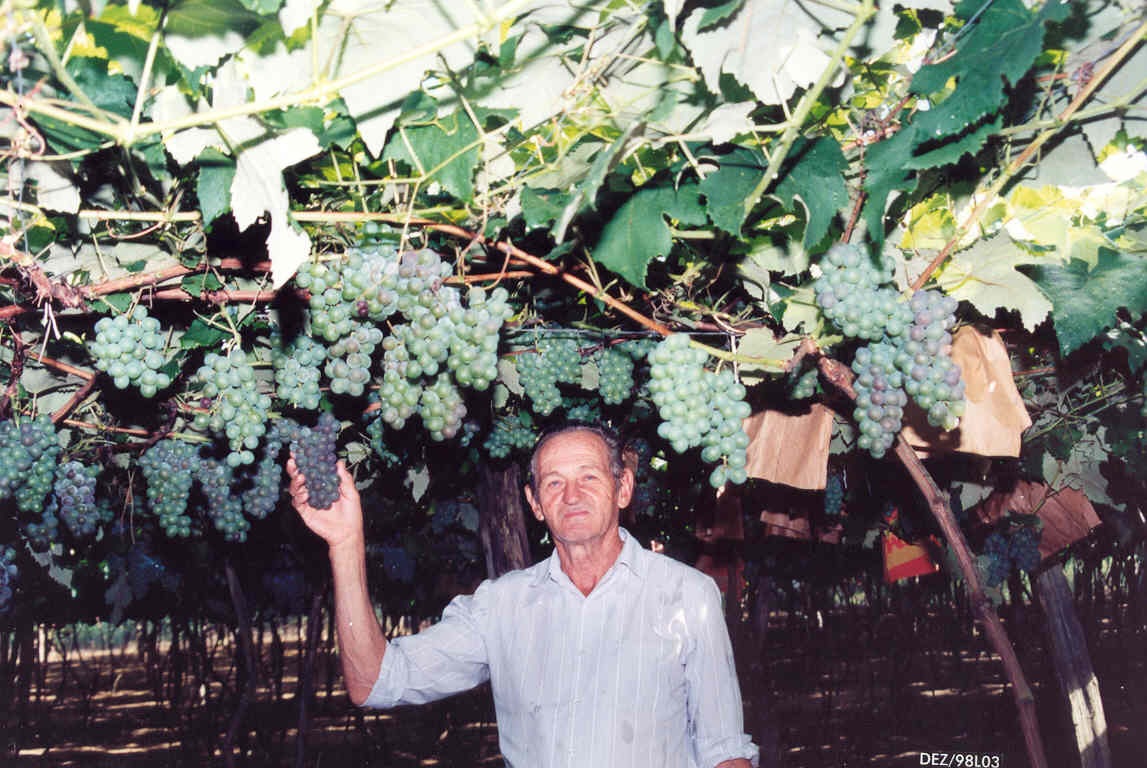 Incaper- Lavoura em produção Melicio Montebeller pioneiro|||Fotógrafo:Arquivo / Carlos Alberto Sangali