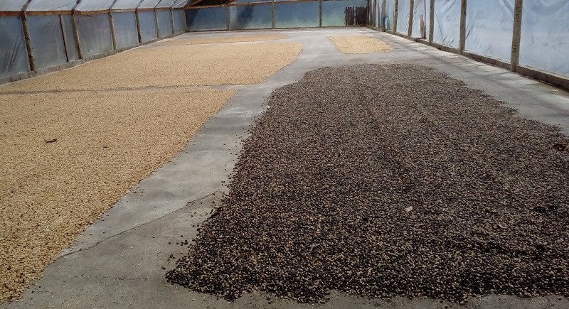 Cafés especiais em alta: agricultores são premiados em concursos de qualidade