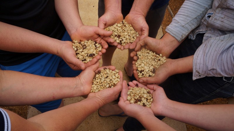 Incaper_arabica_2_arquivo (1)