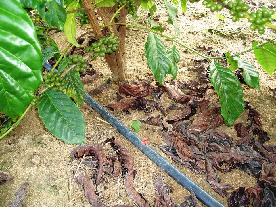 Irrigação por gotejamento (1)