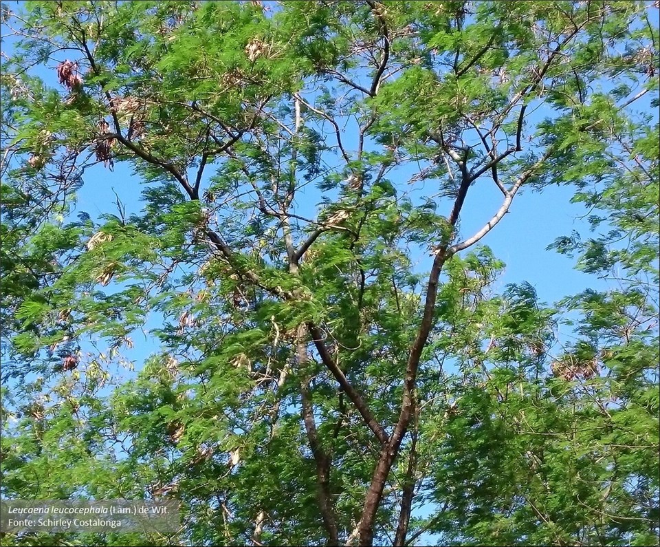 L. leucocephala