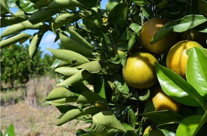 Laranja-Crédito_Tatiana Caus_Incaper