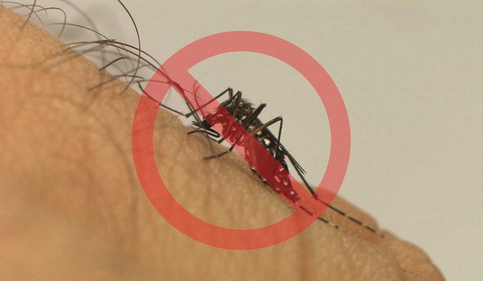 MOSQUITO-2-1