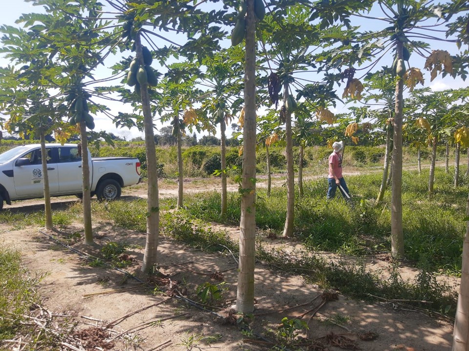 Mamao Linhares (12)-1