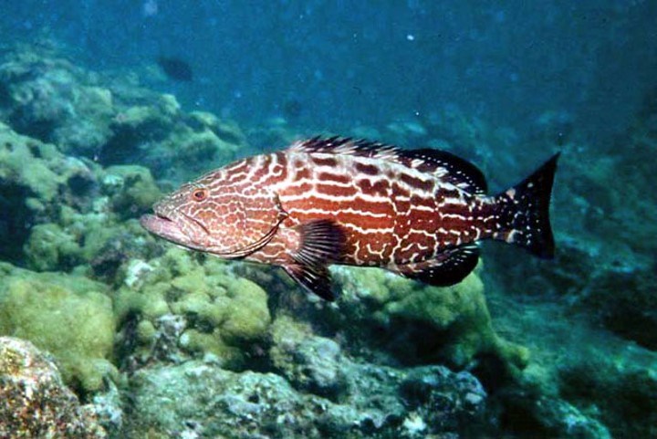 Peixe - Acervo ICMBio