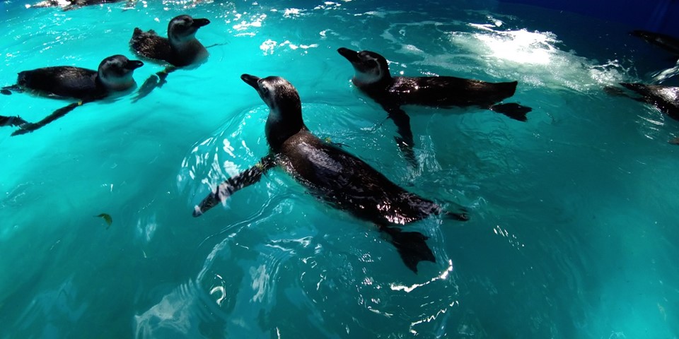 Pinguins - Ipram (6) (1)