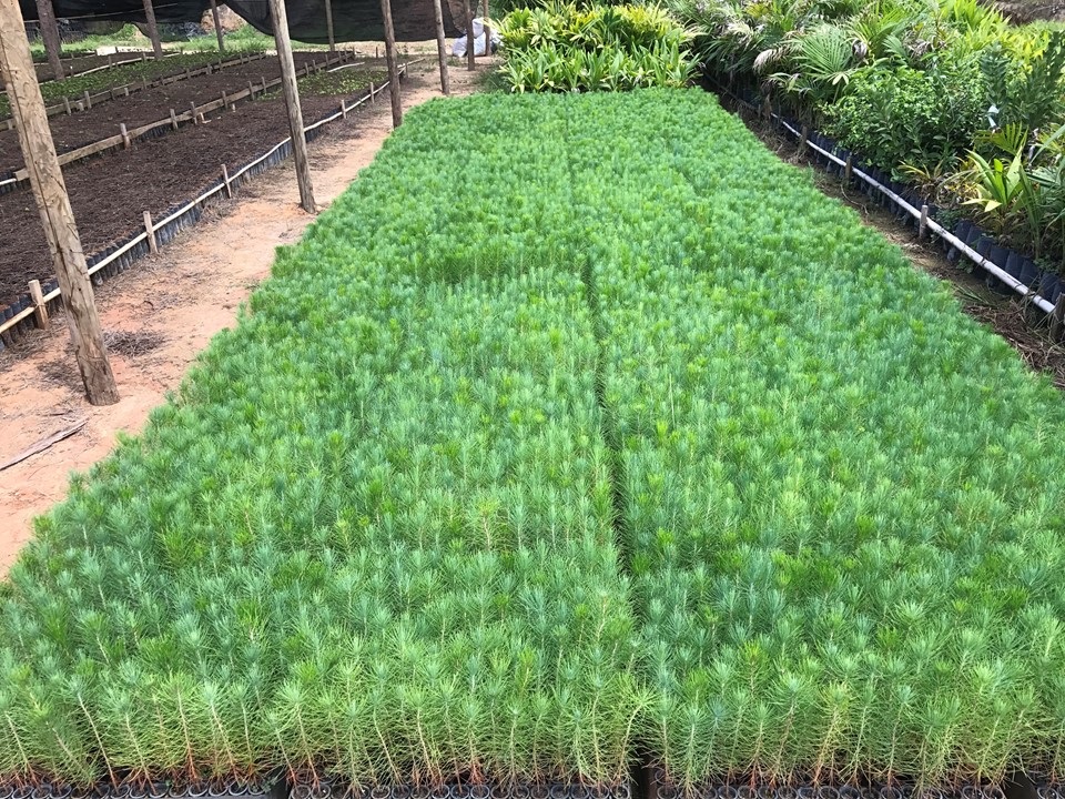 SEAG2