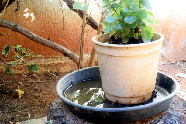 VASO COM AGUA PARADA-1