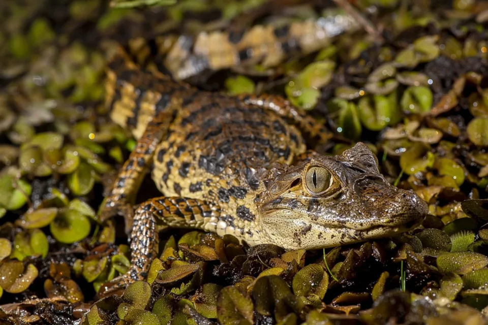 YKcbCxMY-201104010086-Jacare-de-papo-amarelo-Caiman-latirostris-Broad-snouted-caiman_1-1024x683|||Fotógrafo:Leonardo Merçon
