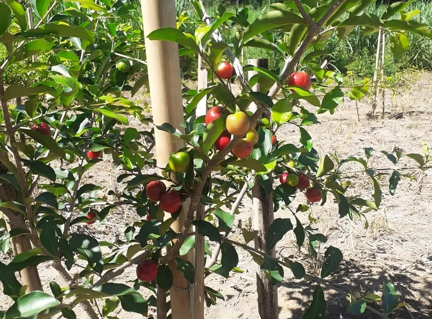 acerola2 (1)