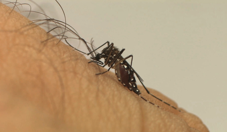 aedes_aegypti_fiocruz1 (1)-1