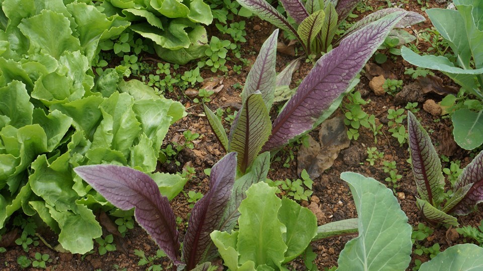 agroecologia