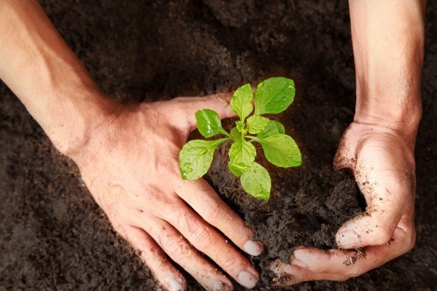 as-maos-estao-plantando-arvores-verdes-duas-maos-estao-cavando-arvores_102915-3-1-1