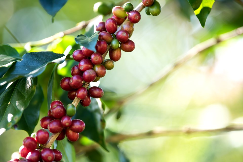 baga-de-cafe-amadurecendo-na-fazenda-de-cafe