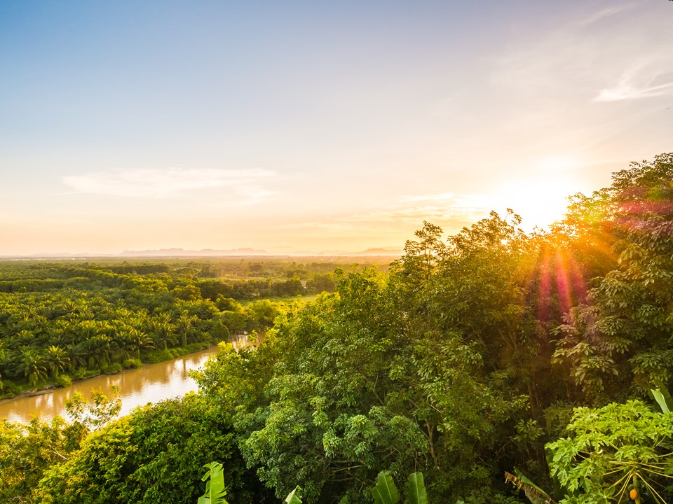 bela-vista-aerea-com-paisagem-verde-floresta-no-crepusculo