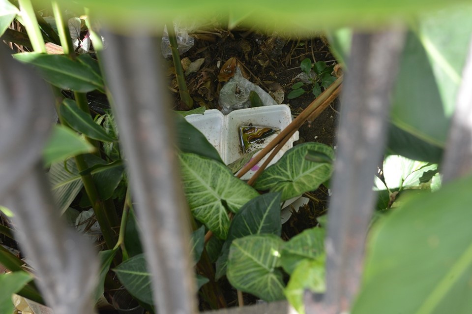 boletins