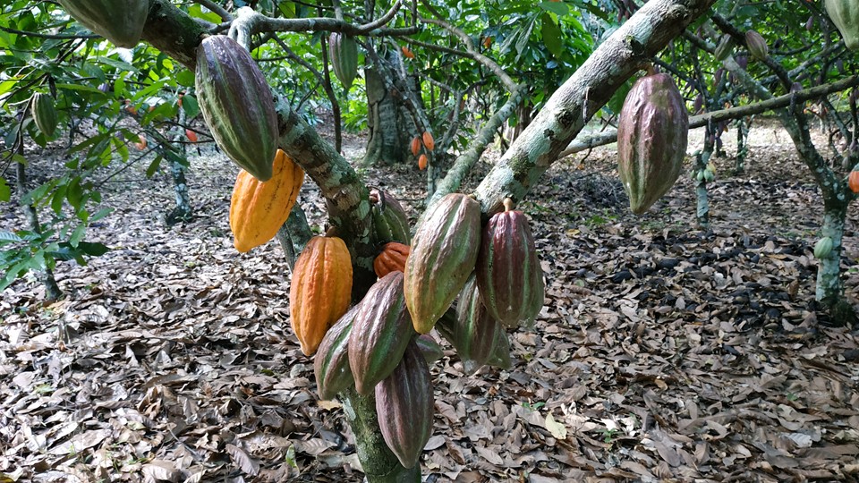 cacau