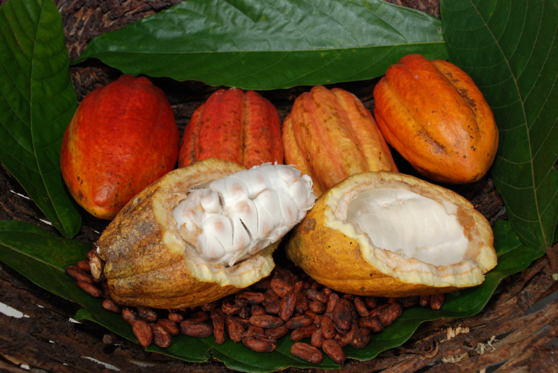 Qualidade e preço atraem produtores de cacau no Espírito Santo