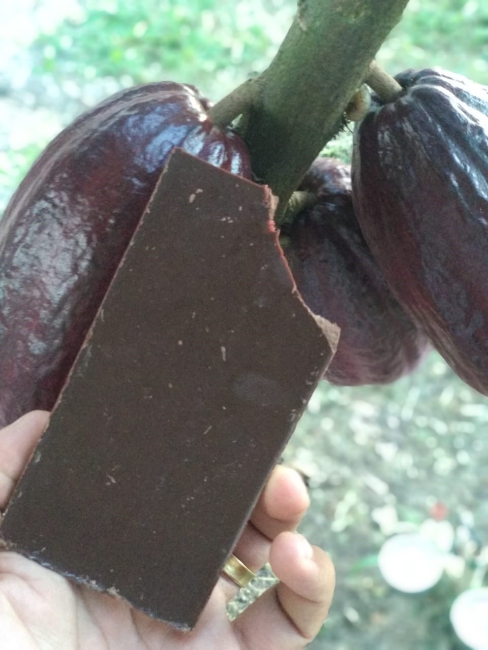 chocolate