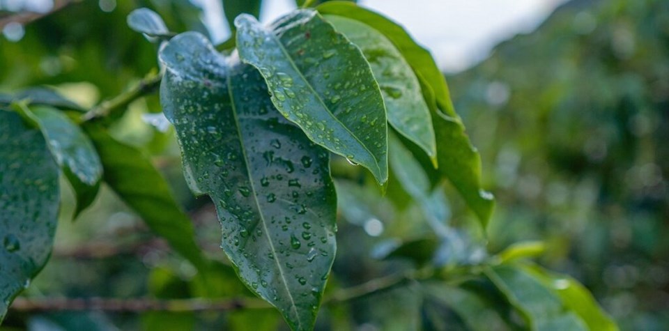 chuva-5