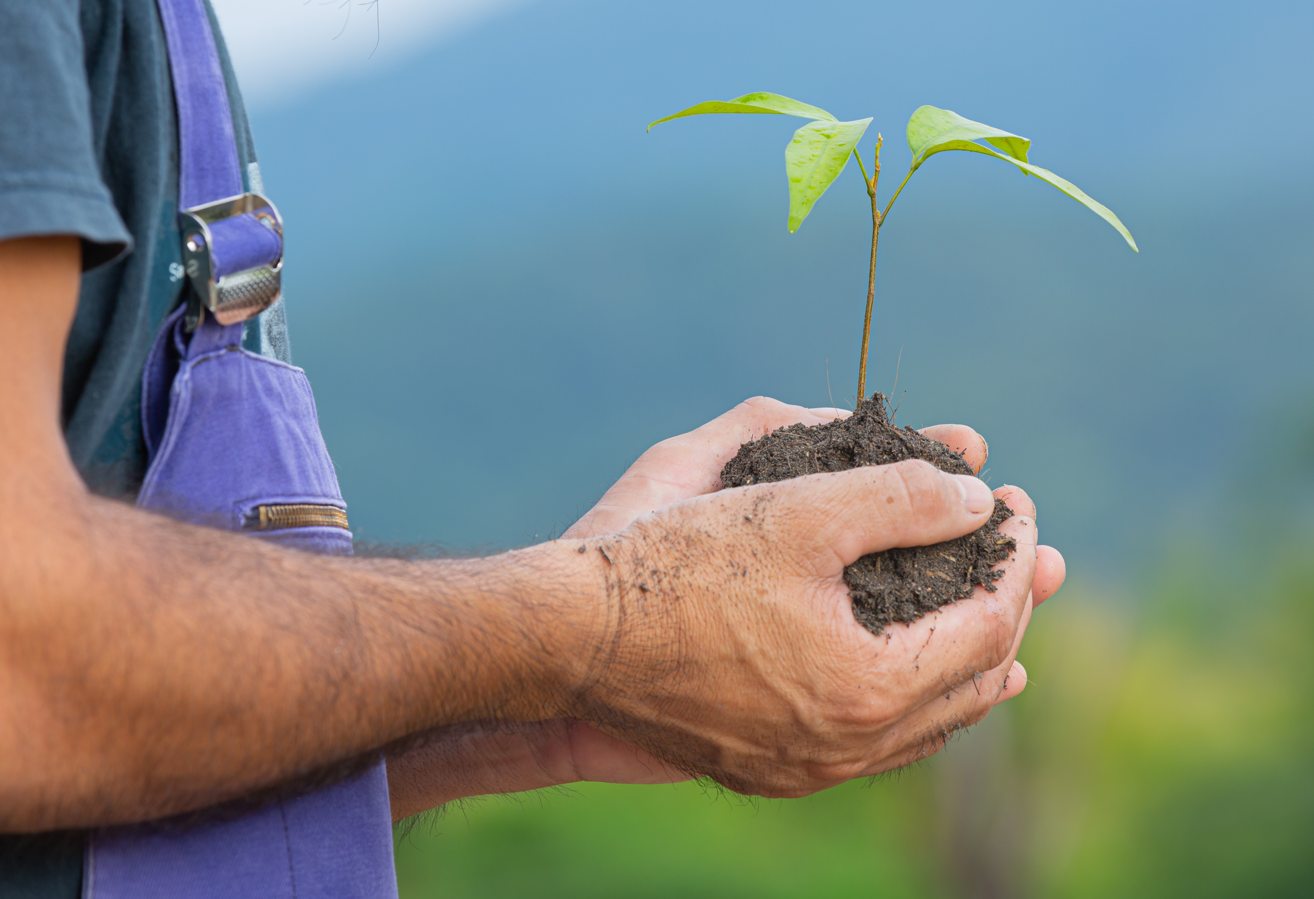 close-up-picture-of-gardener-s-hand-holding-the-sapling-of-the-plant