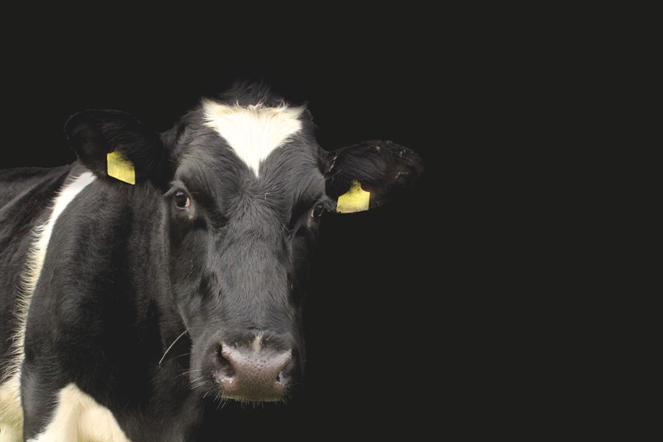 cow-1278889_1920