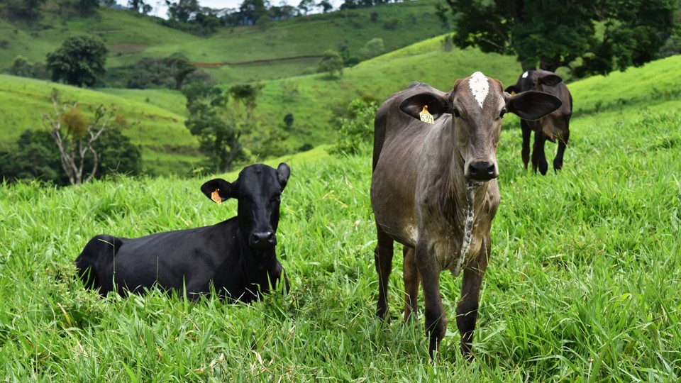 cow-2518333_1920