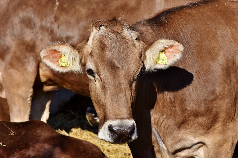 cow-3359560_1920-1