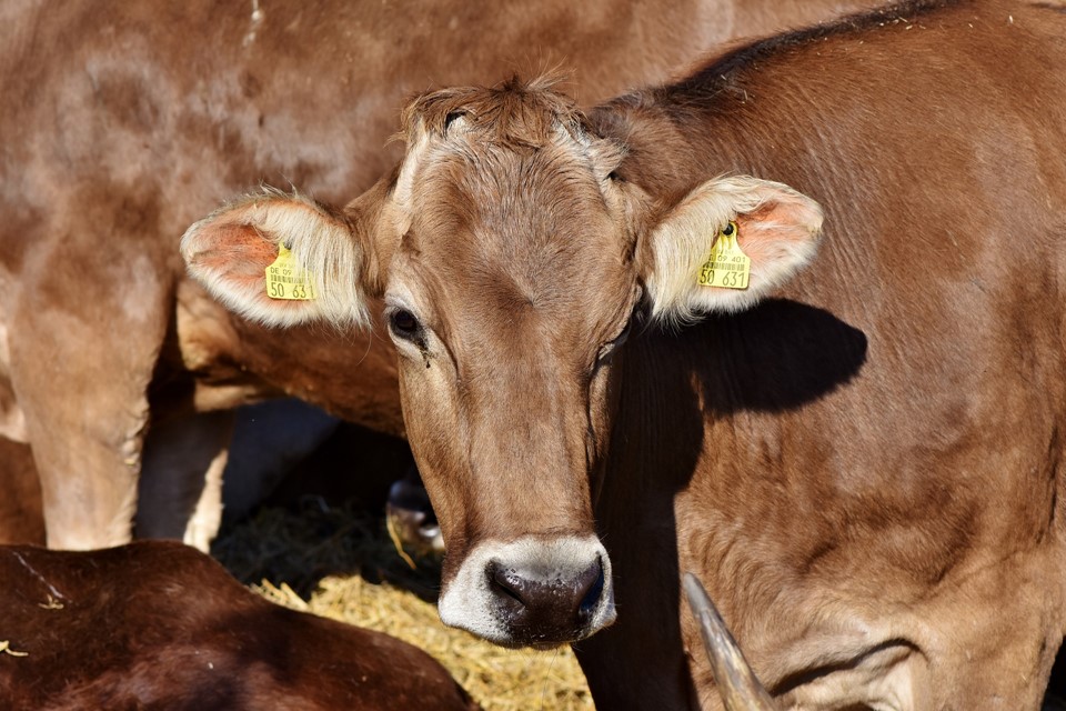 cow-3359560_1920