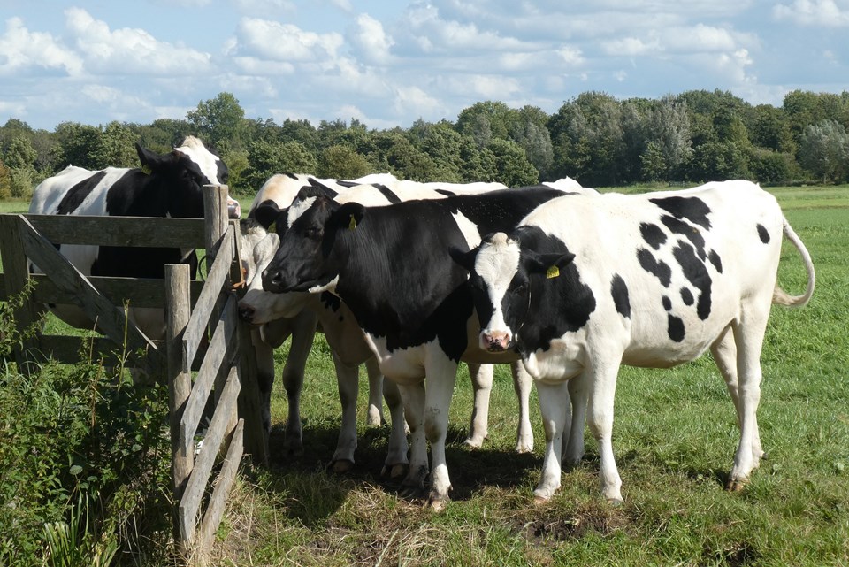 cows-4450943_1920