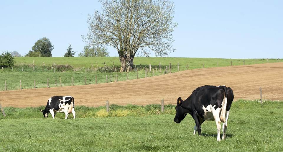 cows-5080091_1280|||Fotógrafo:Pixabay