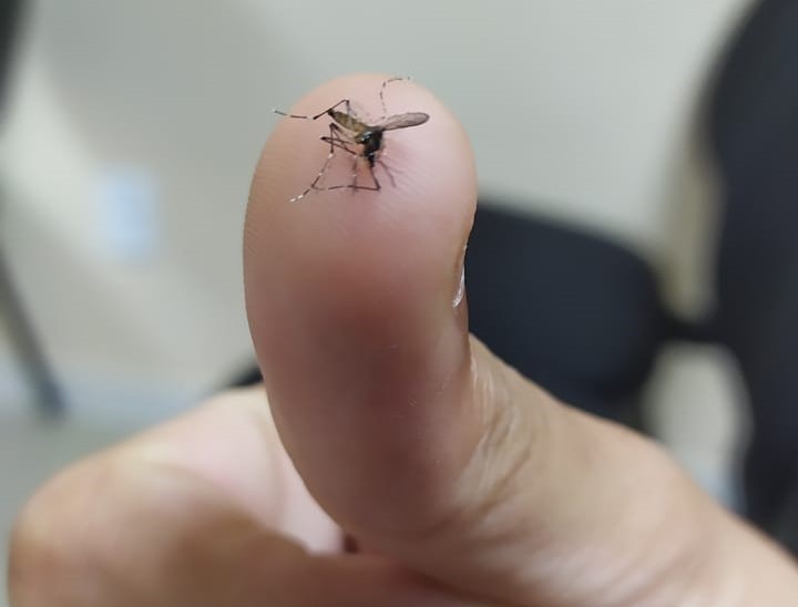 dengue01-1