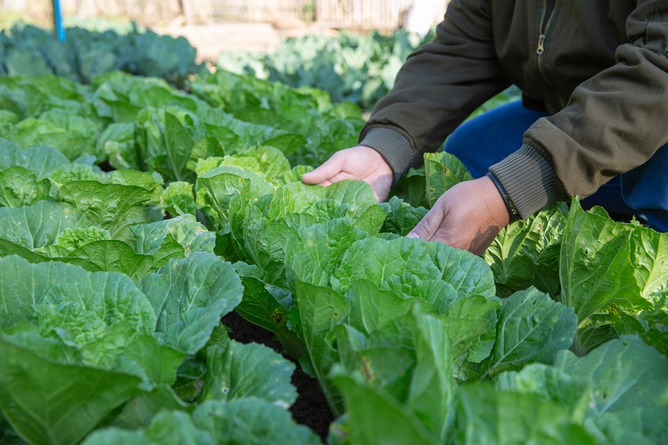 farmer-irrigation-fields-cabbage-vegetable-garden|||Fotógrafo:Freepik