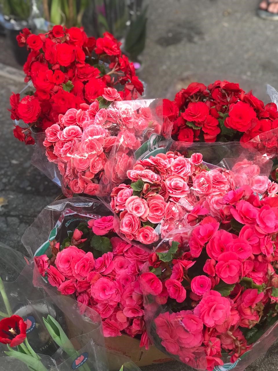 flores