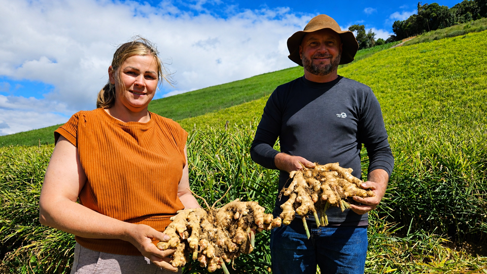 gengibre-1
