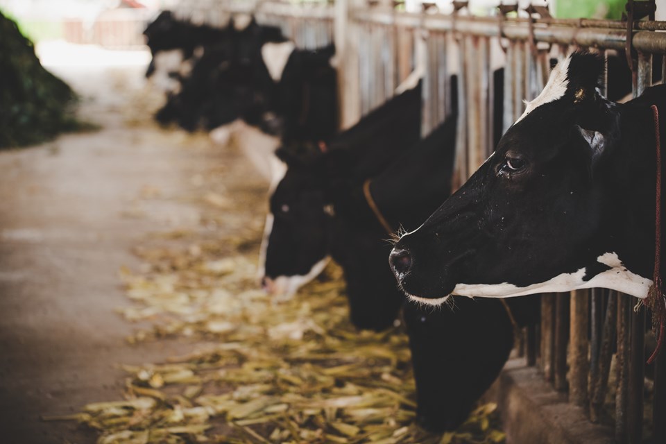 heads-black-white-holstein-cows-feeding-grass-stable-holland