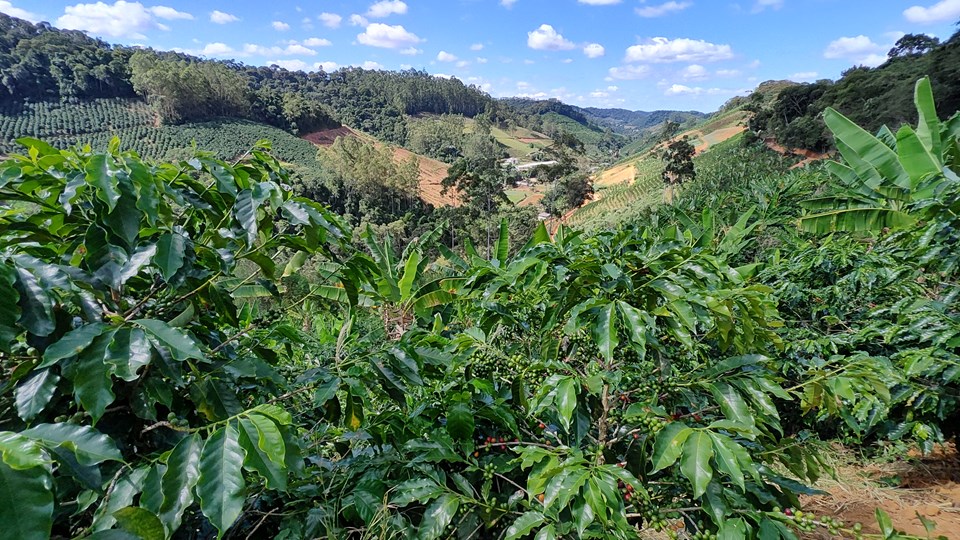 lavoura-cafe-arabica-regiao-serrana-capixaba