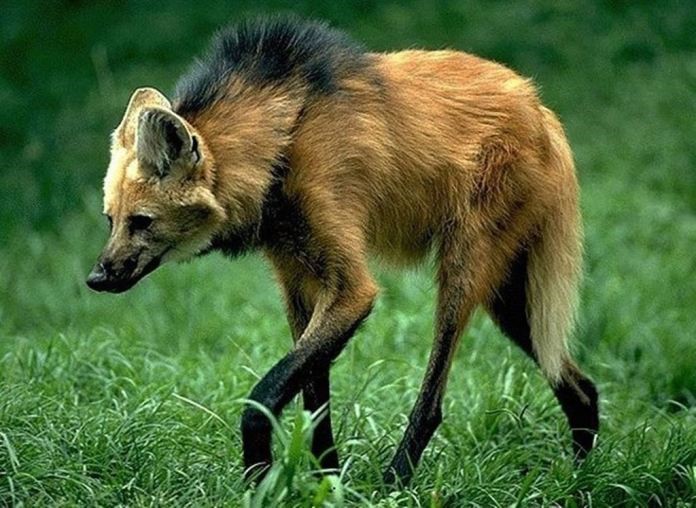 Perda de habitat faz lobo-guará chegar ao Espírito Santo