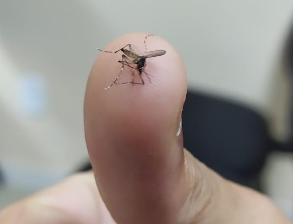 mosquito (1)