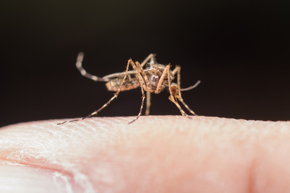 mosquito-1-2