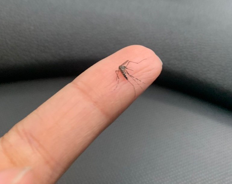 mosquito