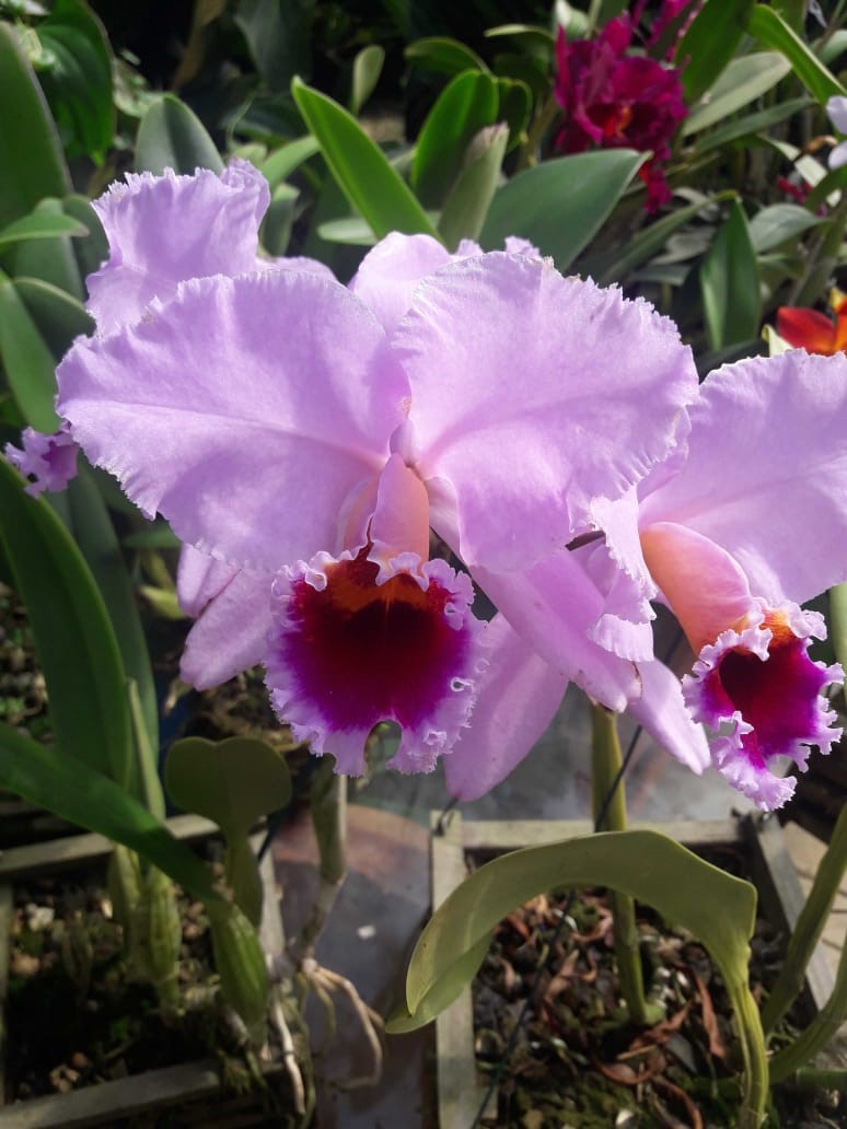 orquidea